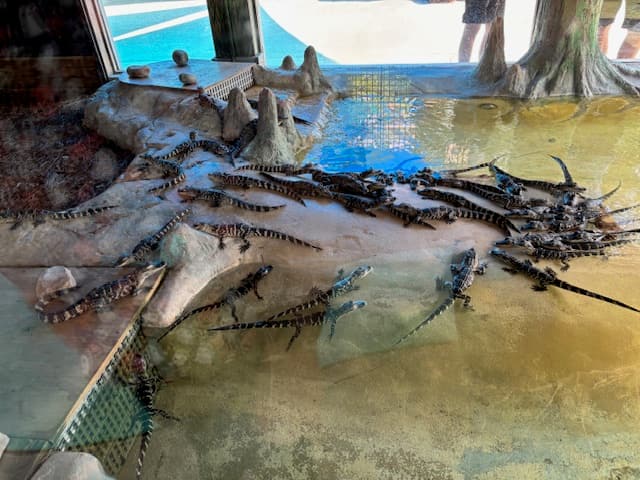 Gatorland